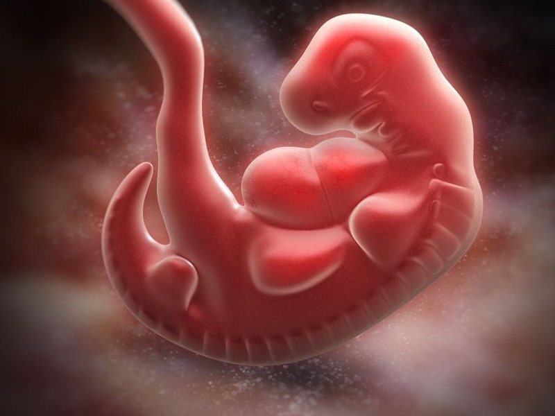 人類為什麼沒有尾巴？2500萬年前基因突變