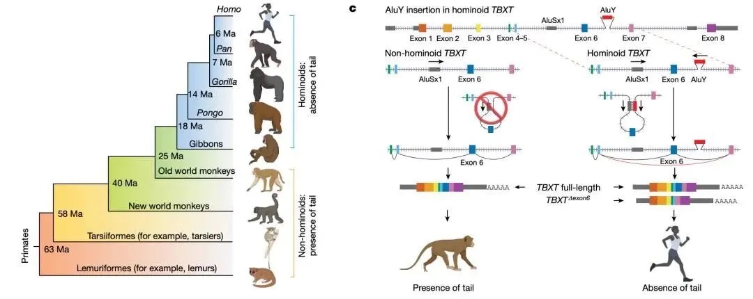 人類為什麼沒有尾巴？2500萬年前基因突變