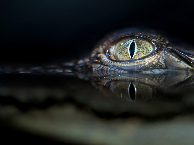 悲劇！男子垂釣被鱷魚拖走，最終頭顱不見了