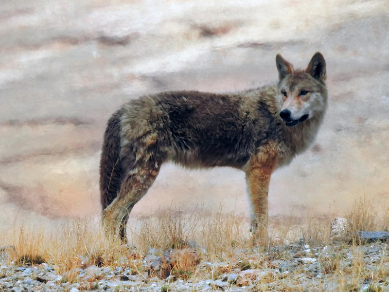 狼若回頭，必有理由。不是報恩，就是報仇！