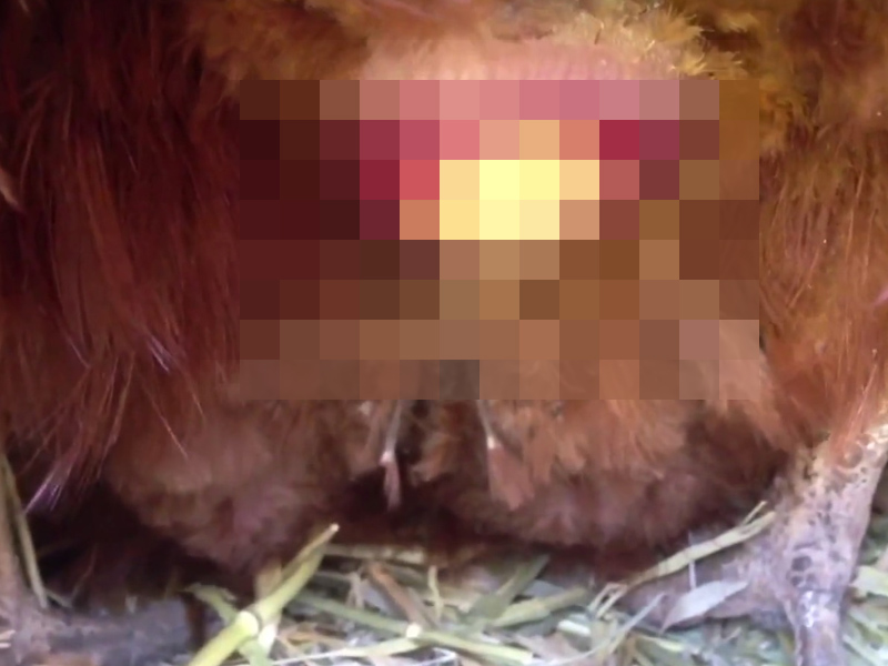 你看過母雞生蛋過程嗎？