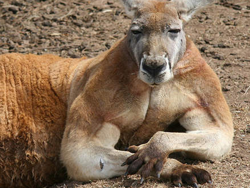上海野生動物園，袋鼠打人事件