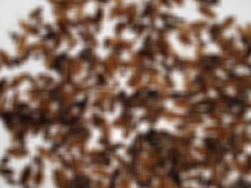 女子屋苑放生數百隻蟑螂積功德