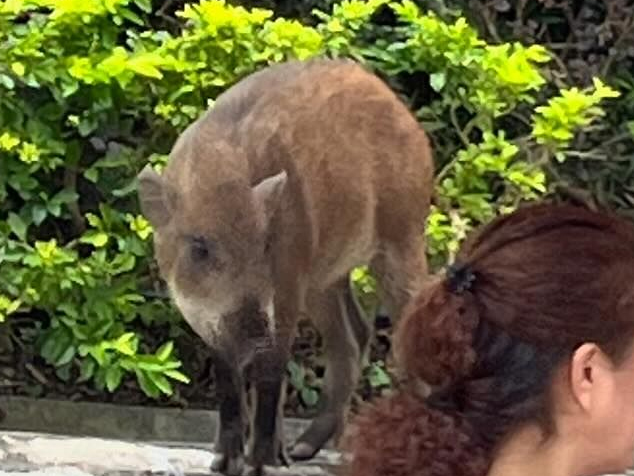 驚喜還是驚嚇？海洋公園遊客遭野豬突然闖入