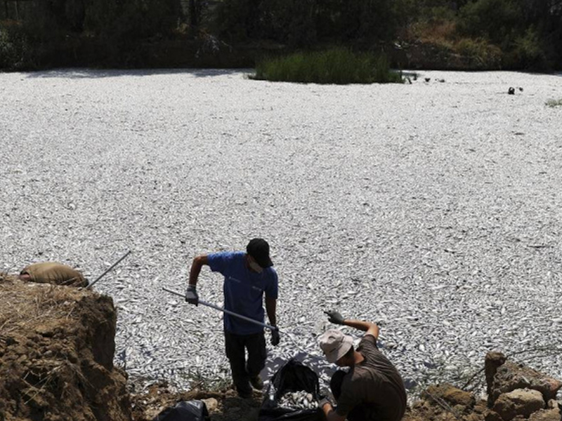 希臘港口堆積數十噸死魚，政府宣布緊急狀態