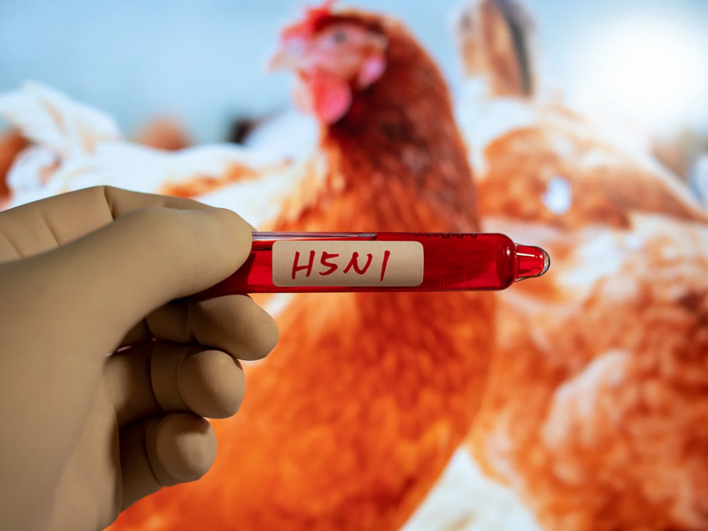 H5N1 禽流感疫情擴散,15 歲女孩死亡引發關注 H5N1 禽流感疫情擴散,15 歲女孩死亡引發關注