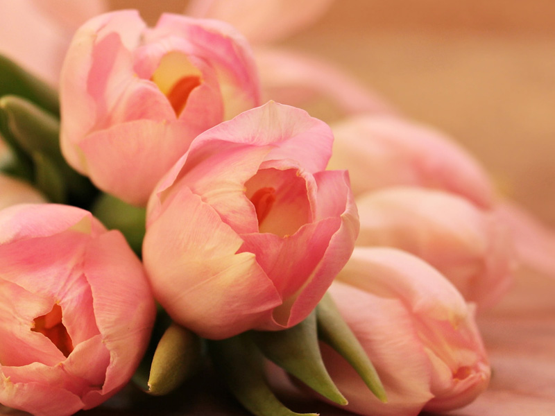 研究發現:送花有效紓緩女性壓力 研究發現:送花有效紓緩女性壓力