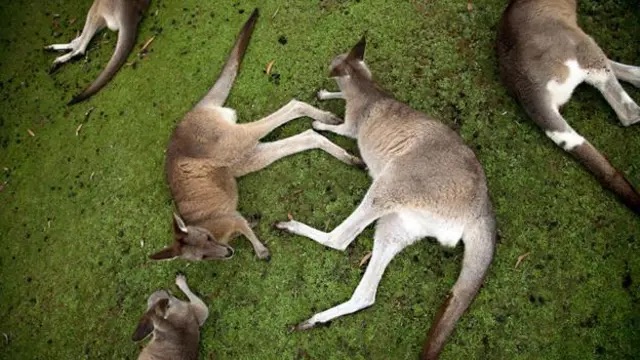 野生動物也愛喝酒？黑猩猩、大象與海豚揭祕