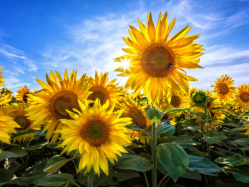 有些人,適合住在心裡 有些人,適合住在心裡