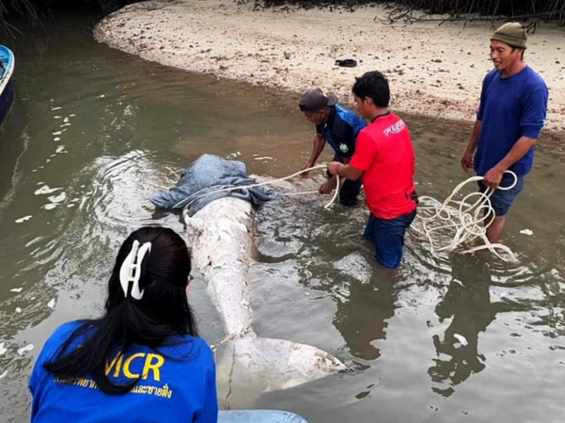 泰國驚現無頭美人魚屍體