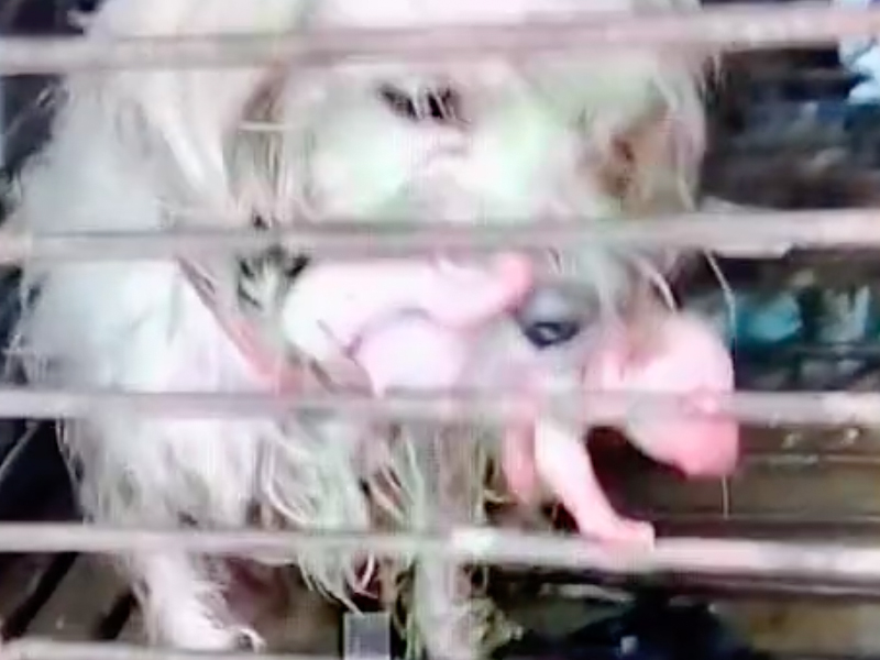 狗肉店狗媽媽叼寶寶求救