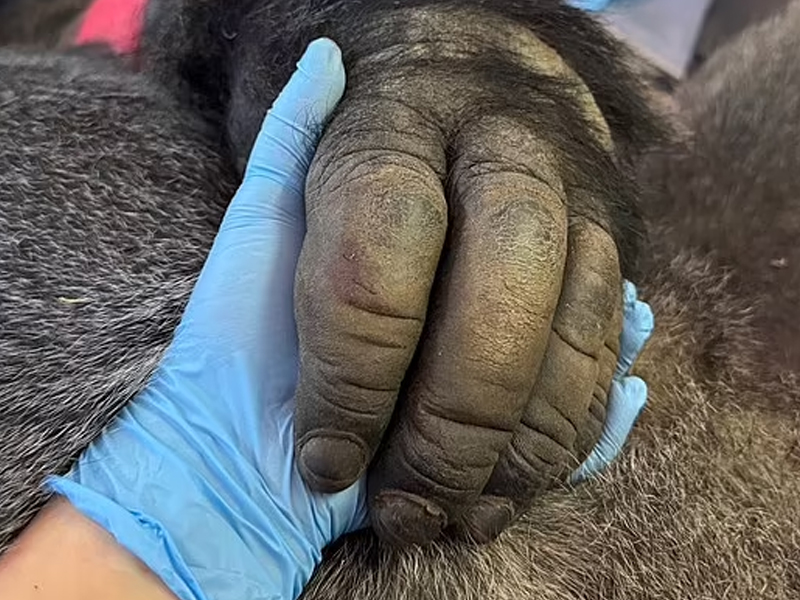 185 公斤大猩猩牙痛,獸醫挑戰極限 185 公斤大猩猩牙痛,獸醫挑戰極限