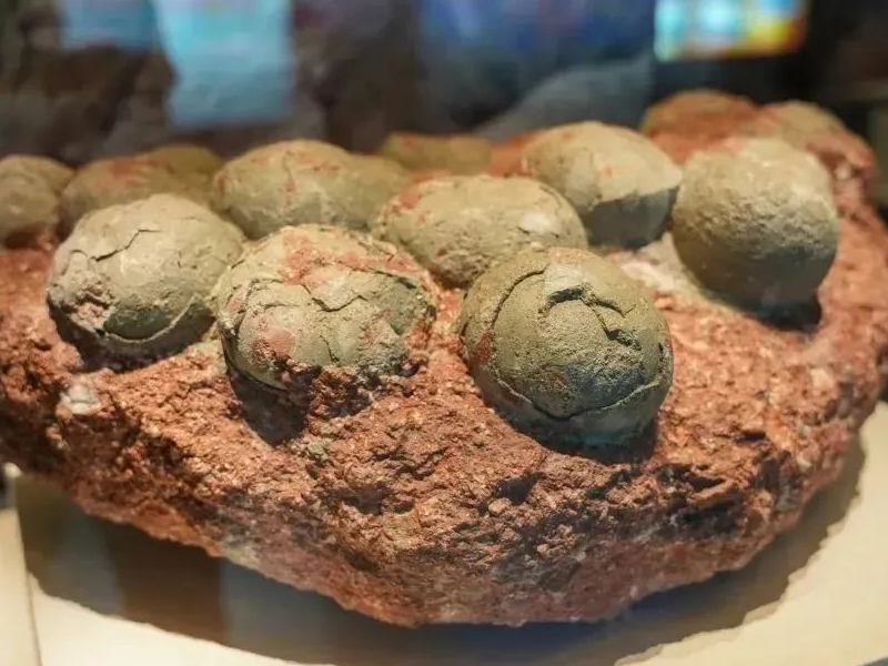 港人首次內地發現恐龍蛋化石！