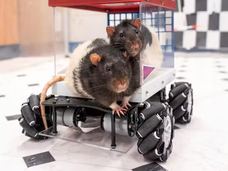 美國研究人員，成功教老鼠開車
