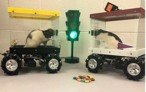 美國研究人員，成功教老鼠開車