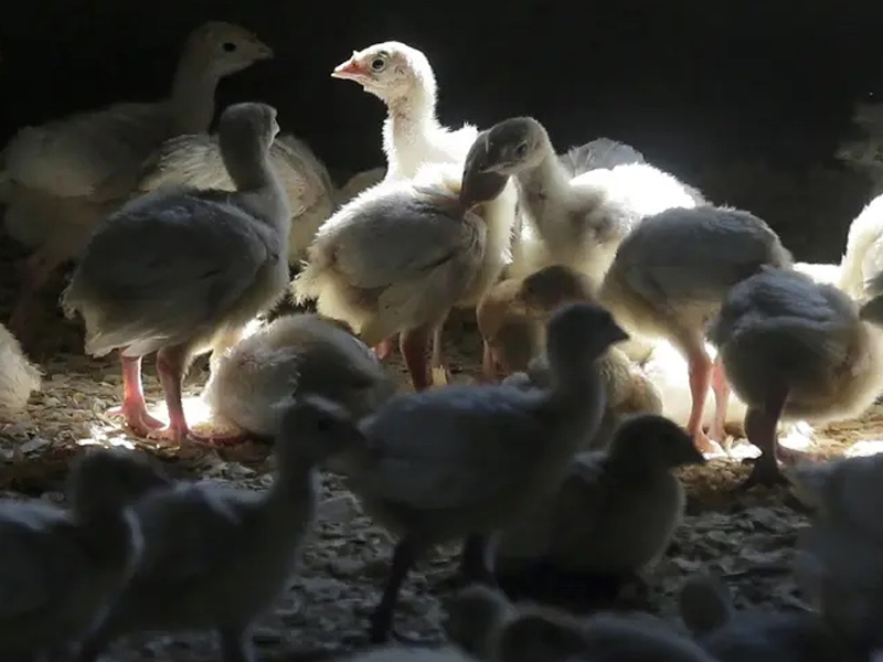 美國禽流感疫情失控 1.23 億家禽死亡或撲殺