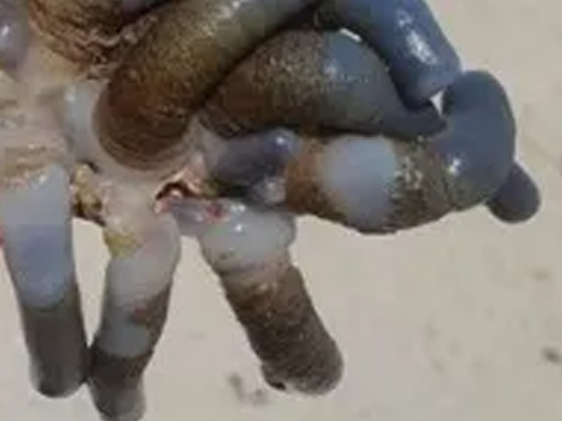 澳洲海灘驚現詭異深藍生物 澳洲海灘驚現詭異深藍生物