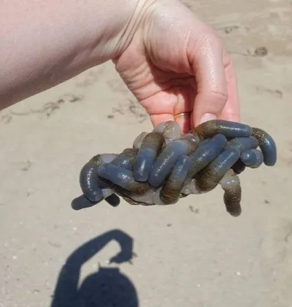 澳洲海灘驚現詭異深藍生物