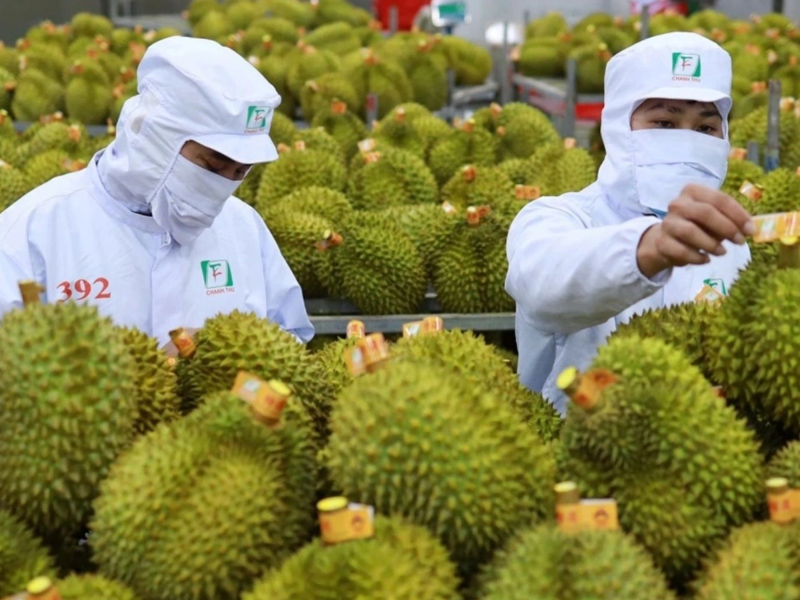 泰國榴槤，被驗出含致癌物