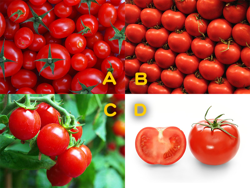選番茄測看你在感情中是什麼性格