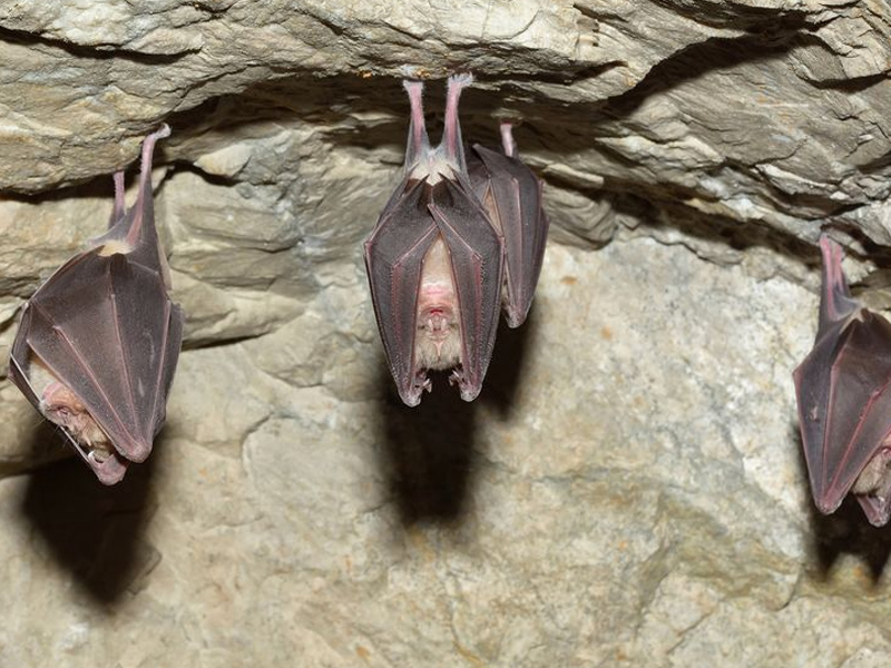 中國研究：蝙蝠病毒與新冠入侵途徑相同