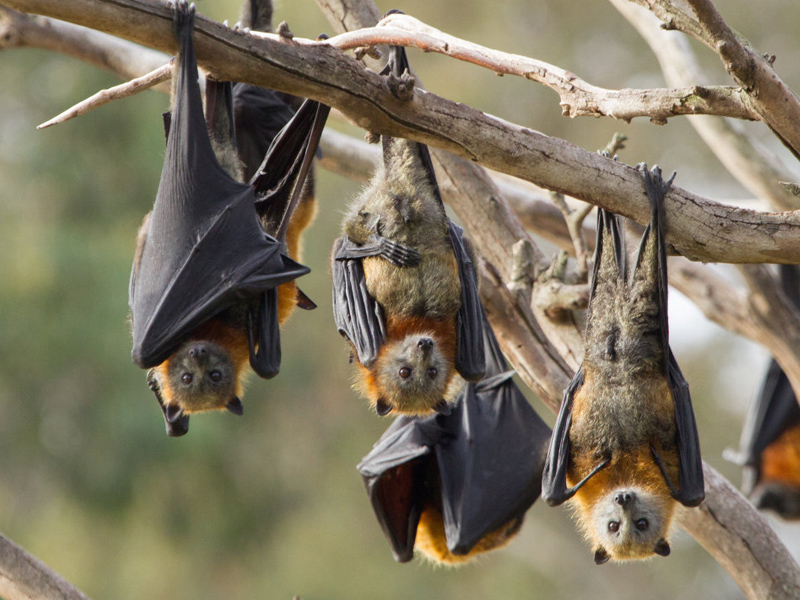 為什麼蝙蝠攜帶這麼多致命病毒，自身卻安然無恙