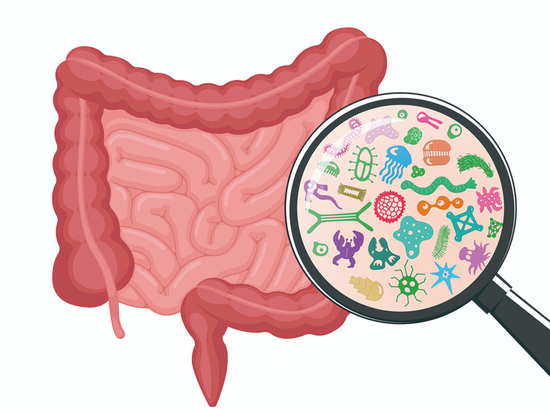 腸道是人體最大免疫器官 腸道是人體最大免疫器官