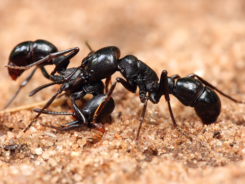 兩隻螞蟻 (故事很短很深！)