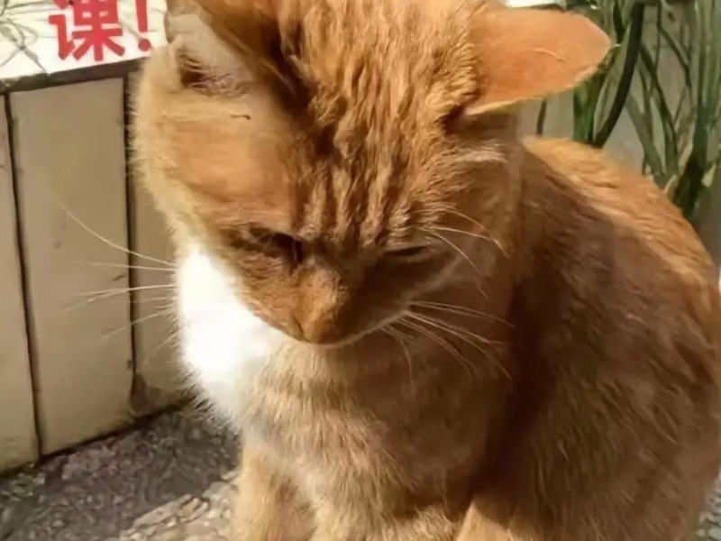 老師在學生面前，將流浪貓踩死