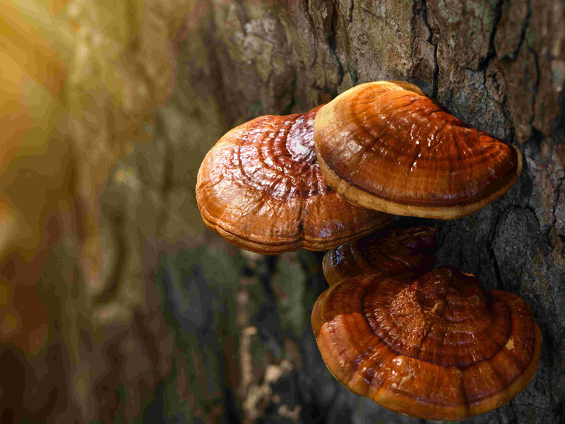 靈芝孢子：呵護長輩健康