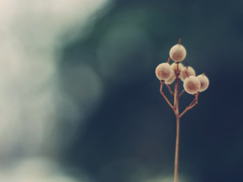 智者常低頭 智者常低頭