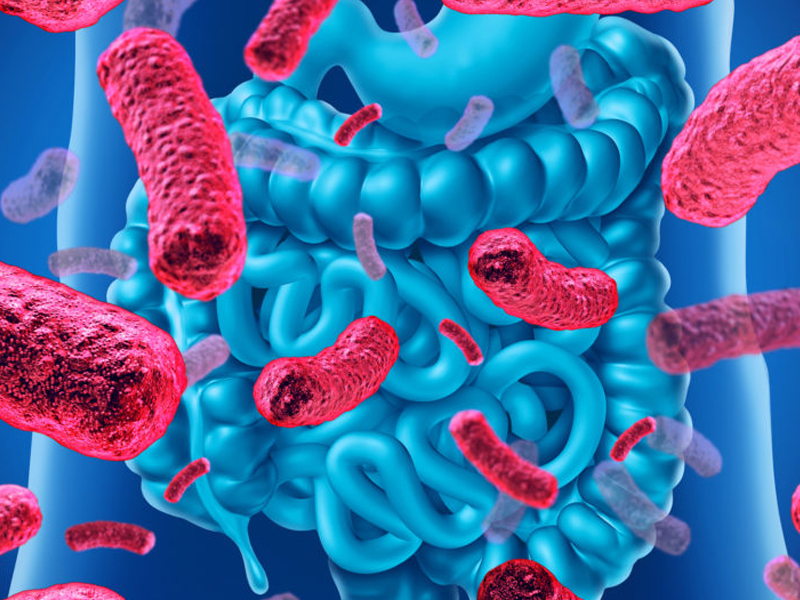 研究發現：腸道菌群影響肥胖