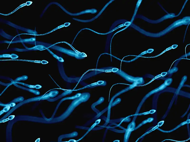 全球首場精子游泳大賽，即場用顯微鏡放大直播