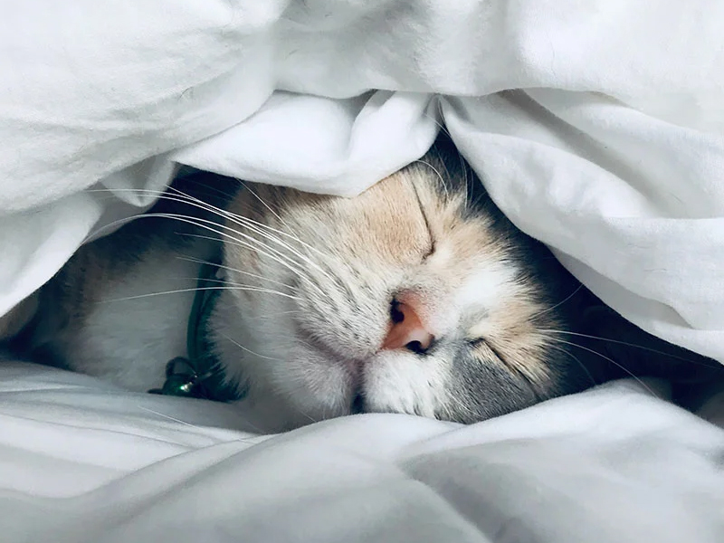 睡眠經濟崛起 市場規模驚人