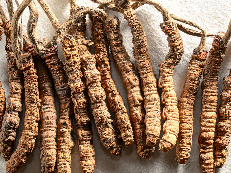 什麼人不能吃冬蟲夏草？