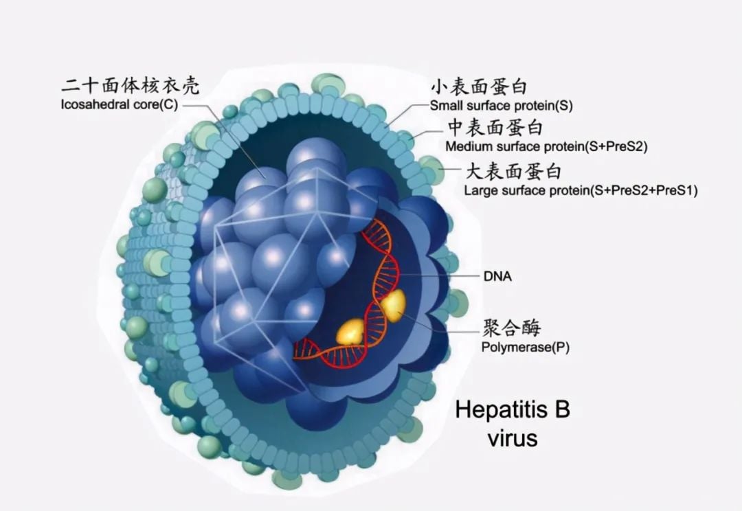乙肝治療新突破，減少肝癌風險