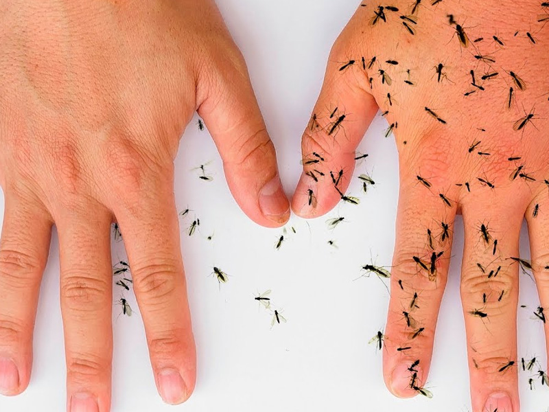 蚊子最討厭什麼，90% 人不知道