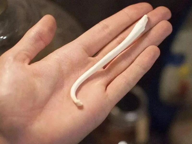 為什麼人類進化的時候，沒有了陰莖骨？