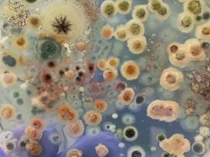 致命真菌爆發 從內到外吞噬宿主