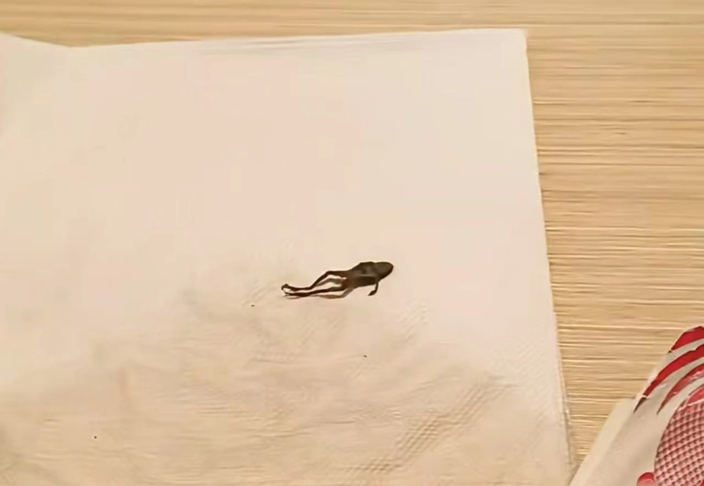 茉莉花茶發現青蛙 奈雪的茶回应