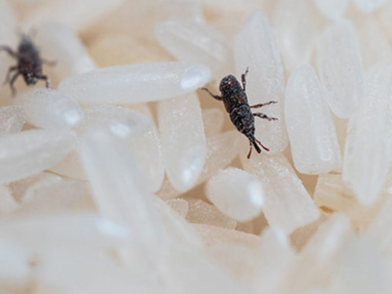 為什麼密封的大米也會生蟲