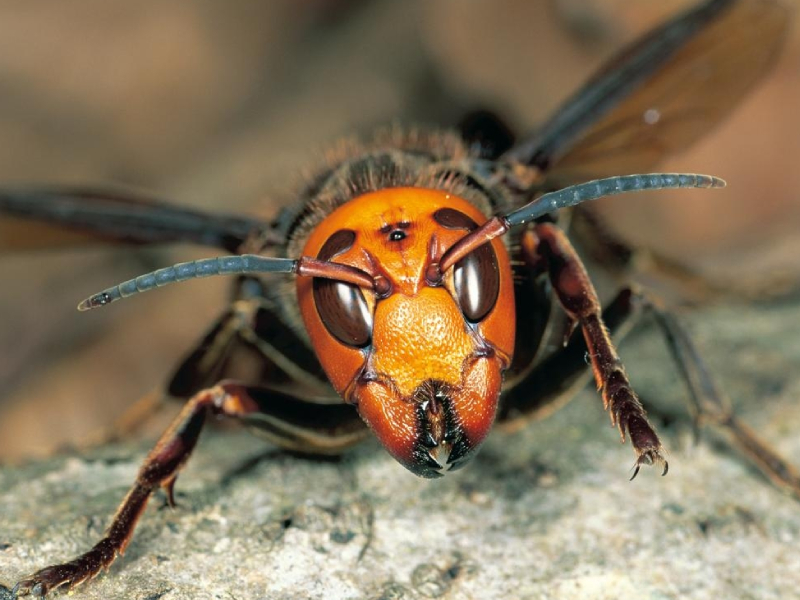 殺人蜂在美國擴散，會傳來中國香港嗎？