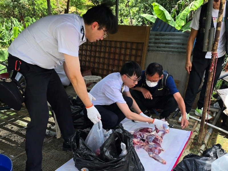 新界非法屠場,檢 150 隻山羊 新界非法屠場,檢 150 隻山羊