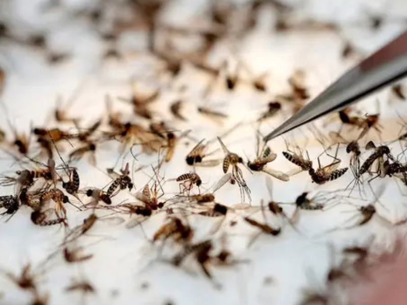 天氣太熱，蚊子都大規模熱死！