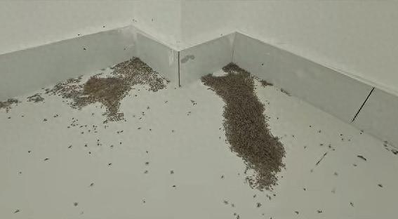 天氣太熱，蚊子都大規模熱死！