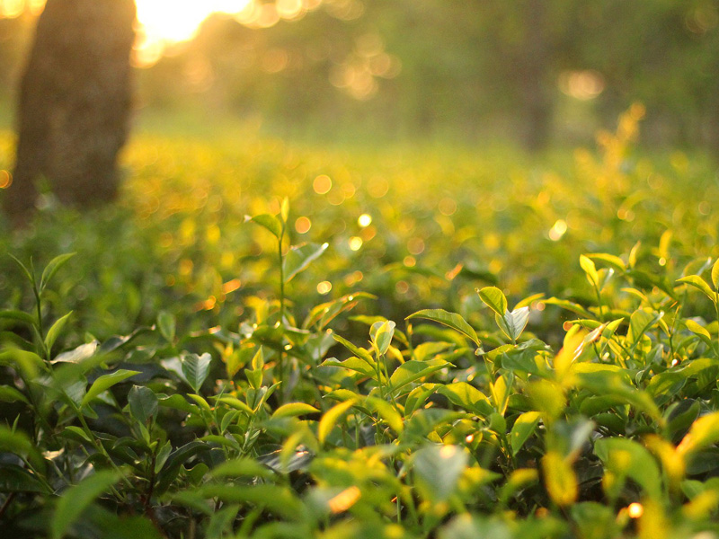 十一句話,能聽懂三句,已經是人上人了! 十一句話,能聽懂三句,已經是人上人了!