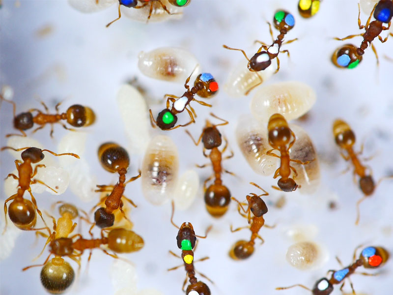 螞蟻代表勤勞？科學家：他們在裝忙