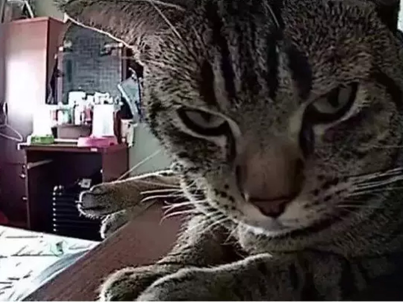 喵咪晚上在做什麼呢？泰男，偷拍了貓咪夜晚的活動！