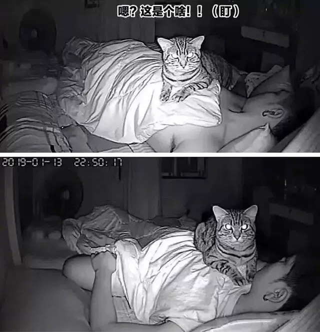 喵咪晚上在做什麼呢？泰男，偷拍了貓咪夜晚的活動！