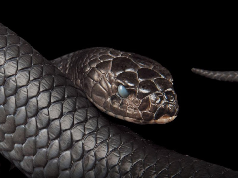 狼再壞，蛇再冷，不如人難懂